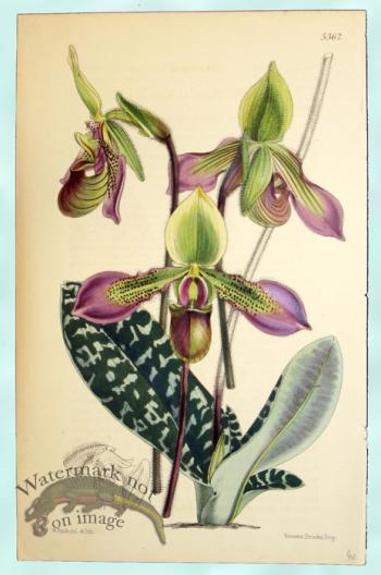 Curtis Orchids 32